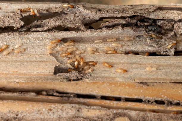 Best Affordable Pest Control Services  in Hutchison, VA